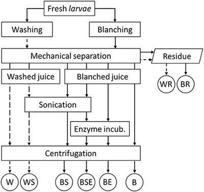 Mechanical and Enzyme Assisted Fractionation Process for a Sustainable Production of Black Soldier Fly (Hermetia illucens) Ingredients